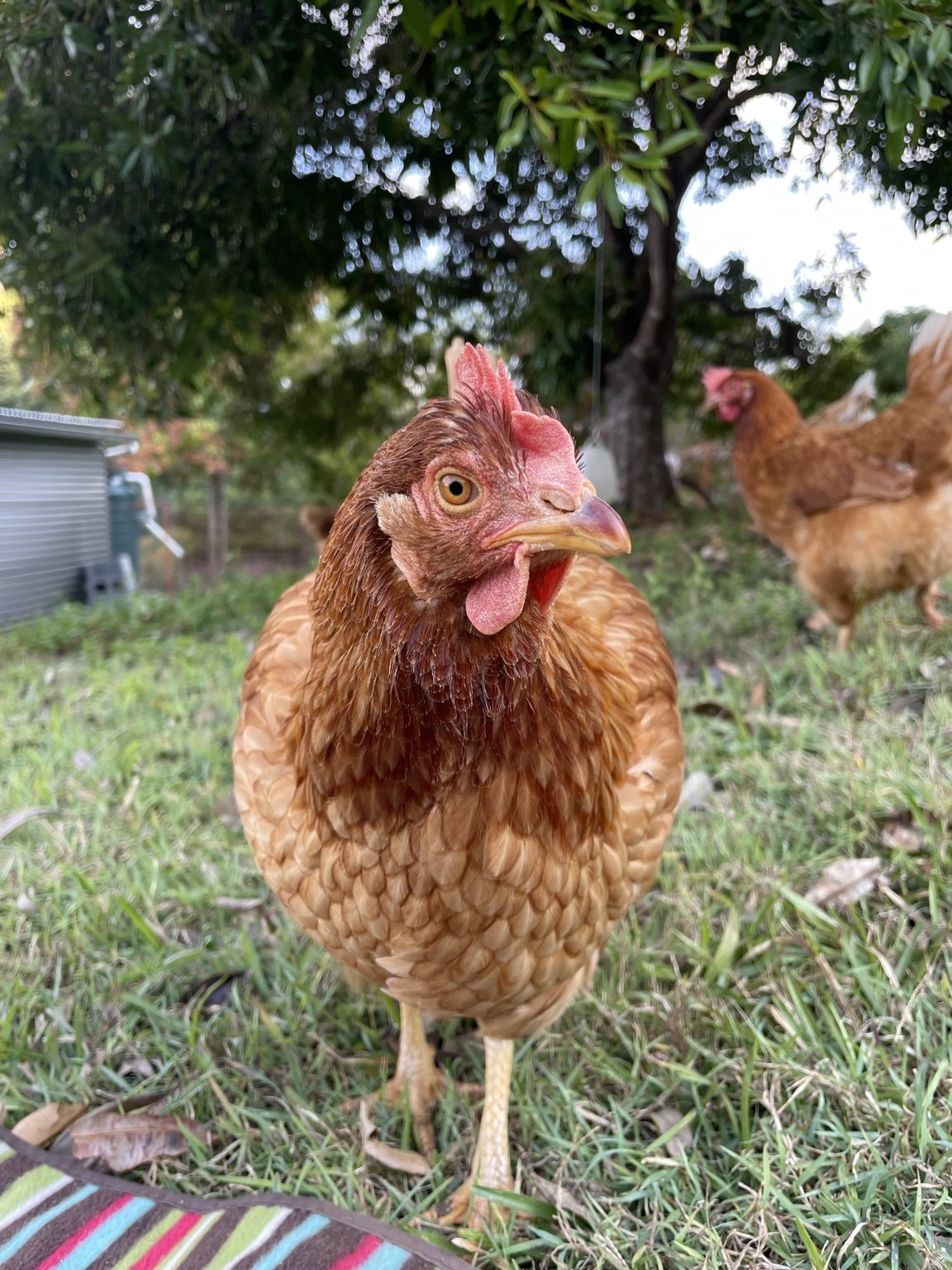 Audrey looking towards the camera outside