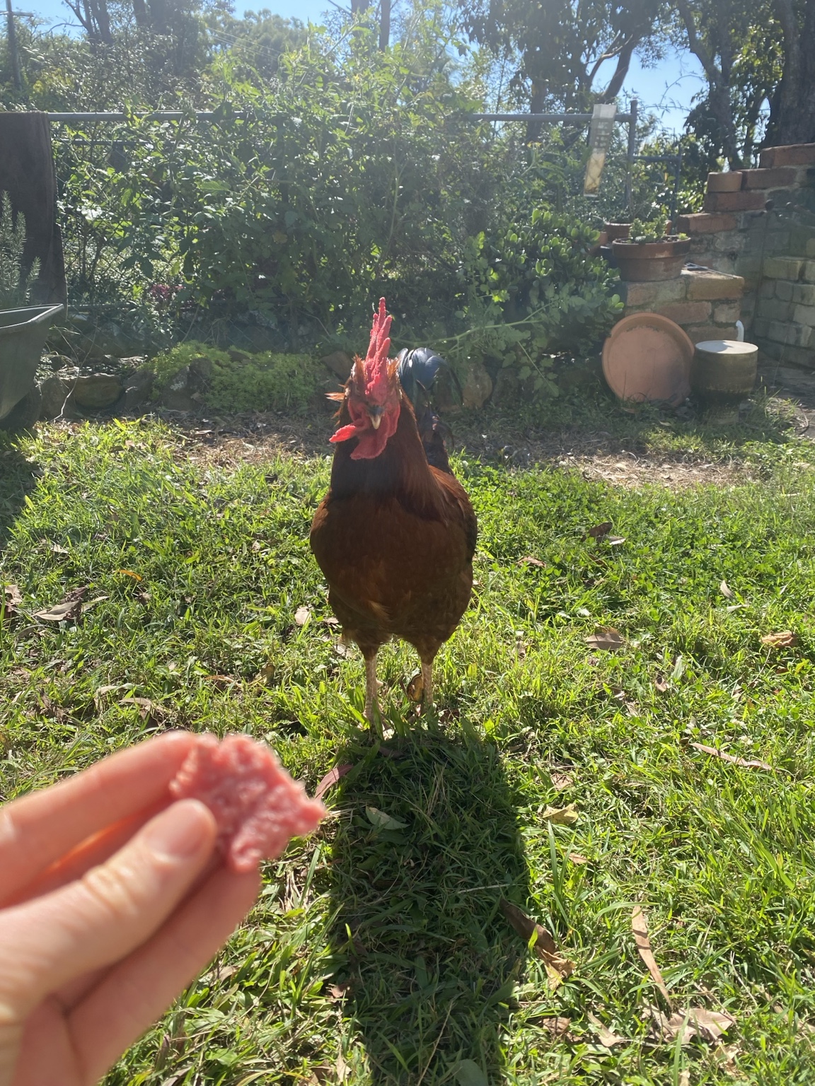 The first photograph Sam and Fay saw of Eddie, approaching food offered in a garden