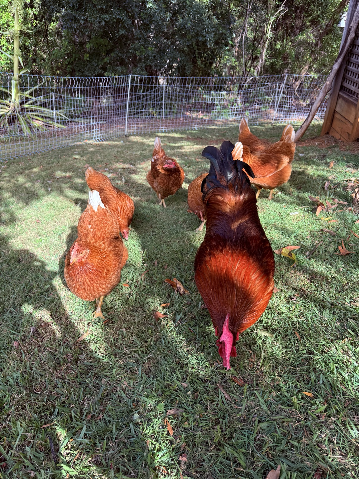 Eddie foraging among the hens in his flock