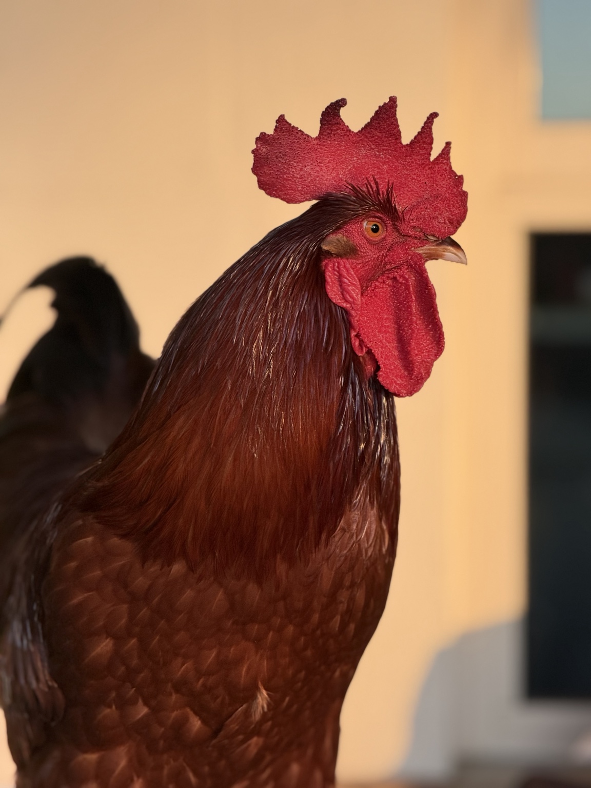 A close portrait of Eddie, a red rooster with a large comb