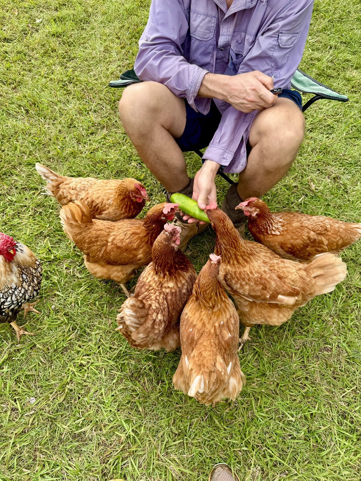 Rescued hens gathered around a cucumber offered by Sam