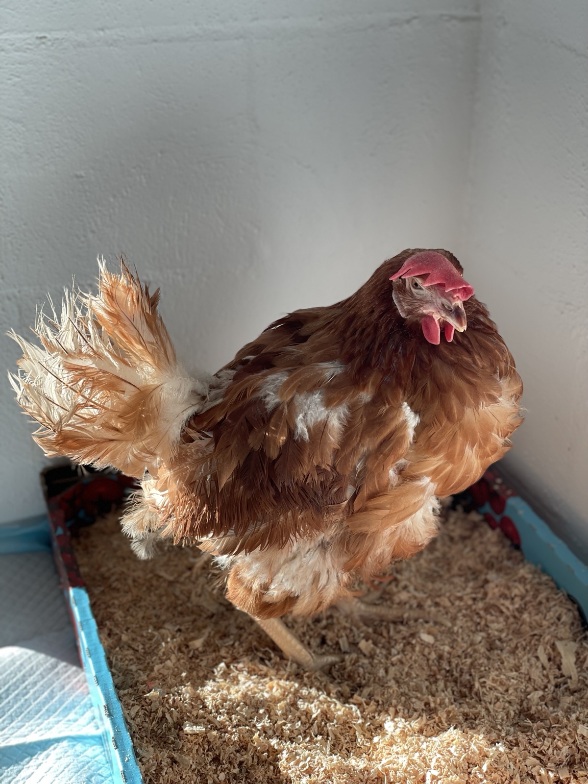 Floppy indoors during an earlier stage of her care