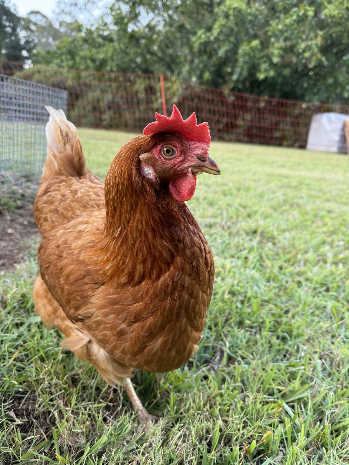 Floppy outdoors, with her distinctive floppy comb