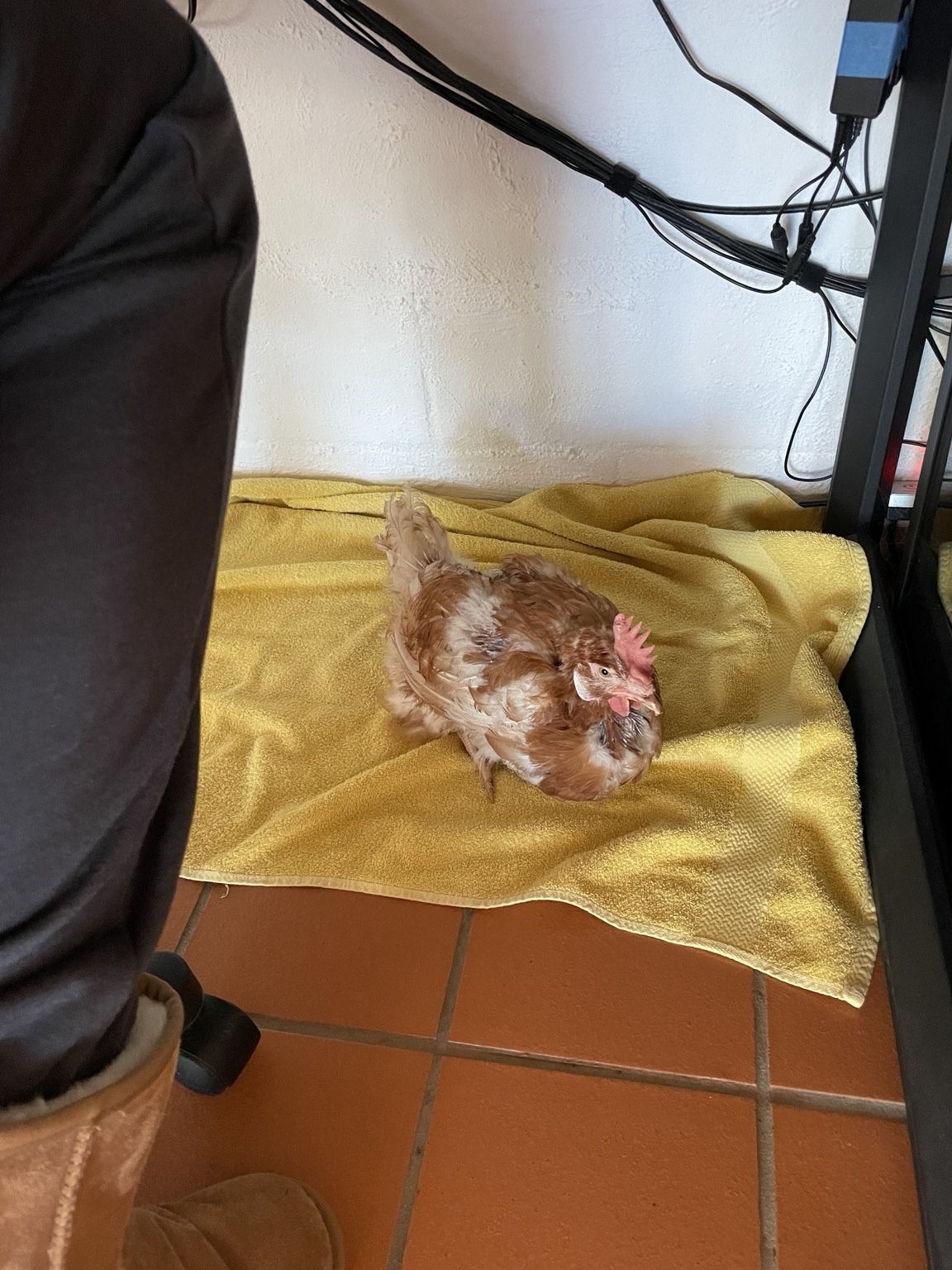 Patchie resting on a yellow towel beside a desk