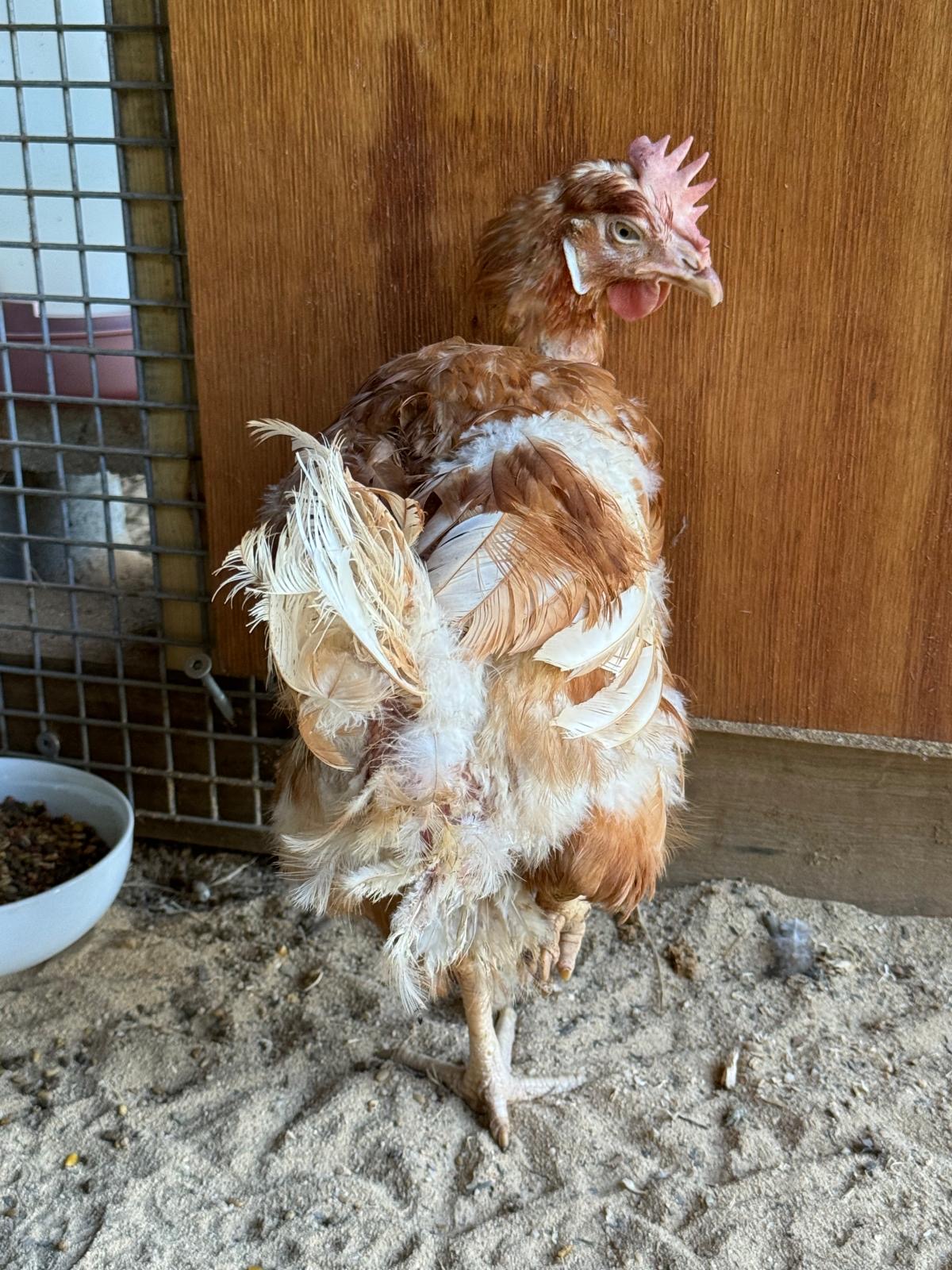 Patchie with sparse and worn feathers in the coop