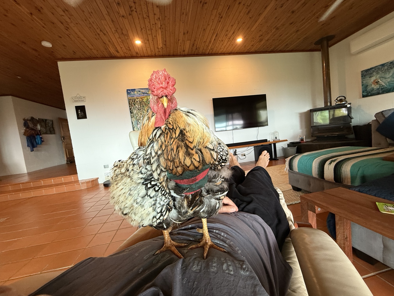 Peppie standing on a familiar lap at home, wearing his crop support
