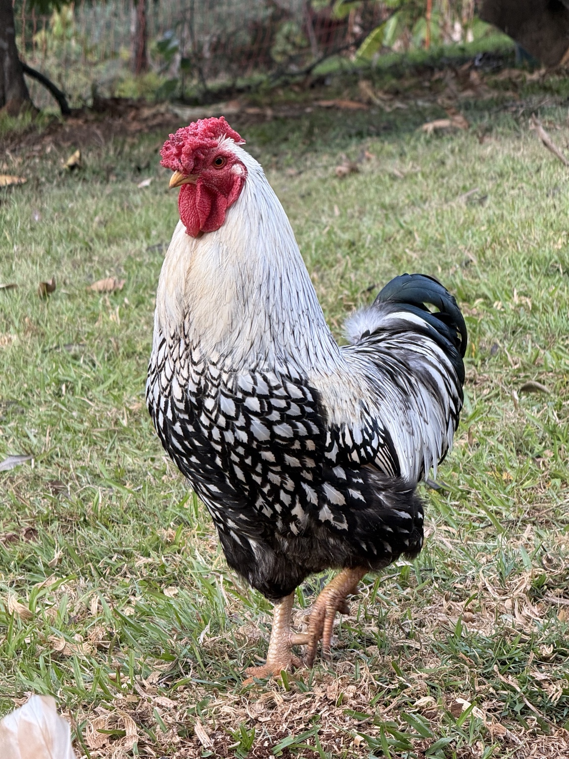 Peppie standing on the grass, showing his silver and black feathers