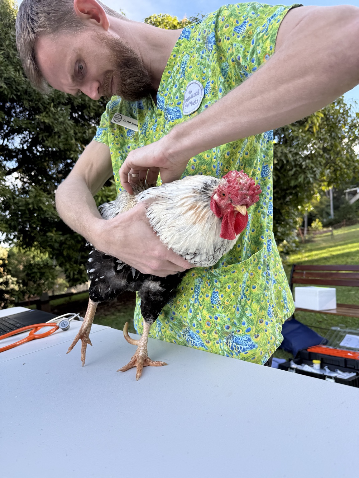 Peppie being gently held during a veterinary examination outdoors