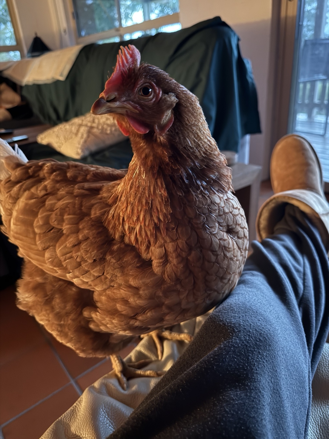 Polly standing on a leg beside the couch at home