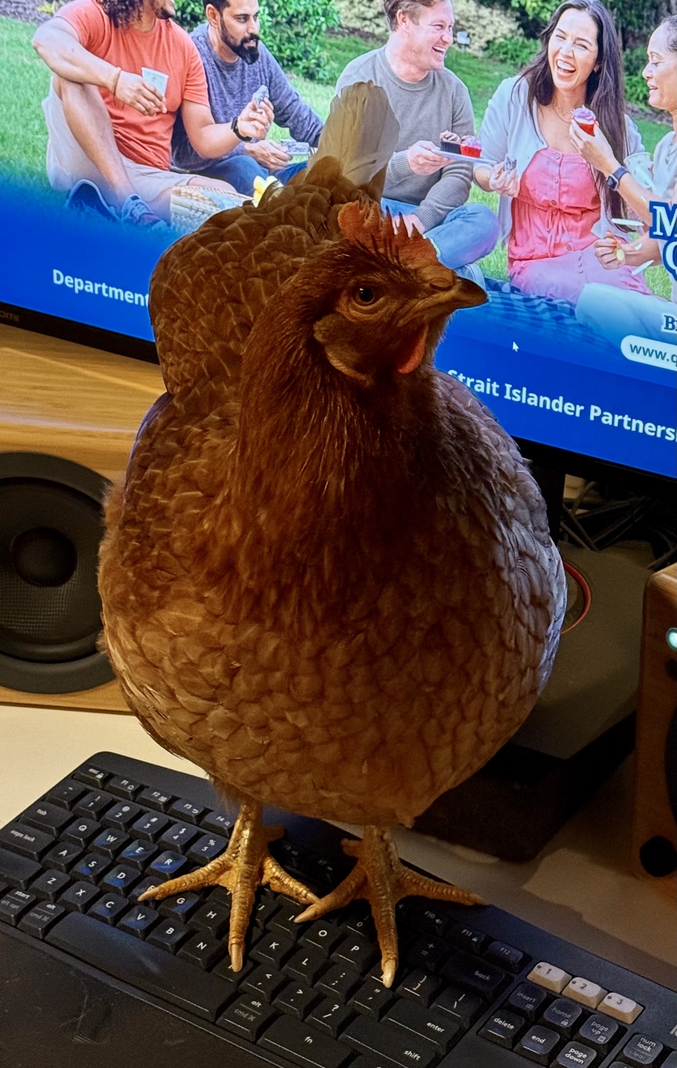 Polly standing on a computer keyboard and looking towards the camera