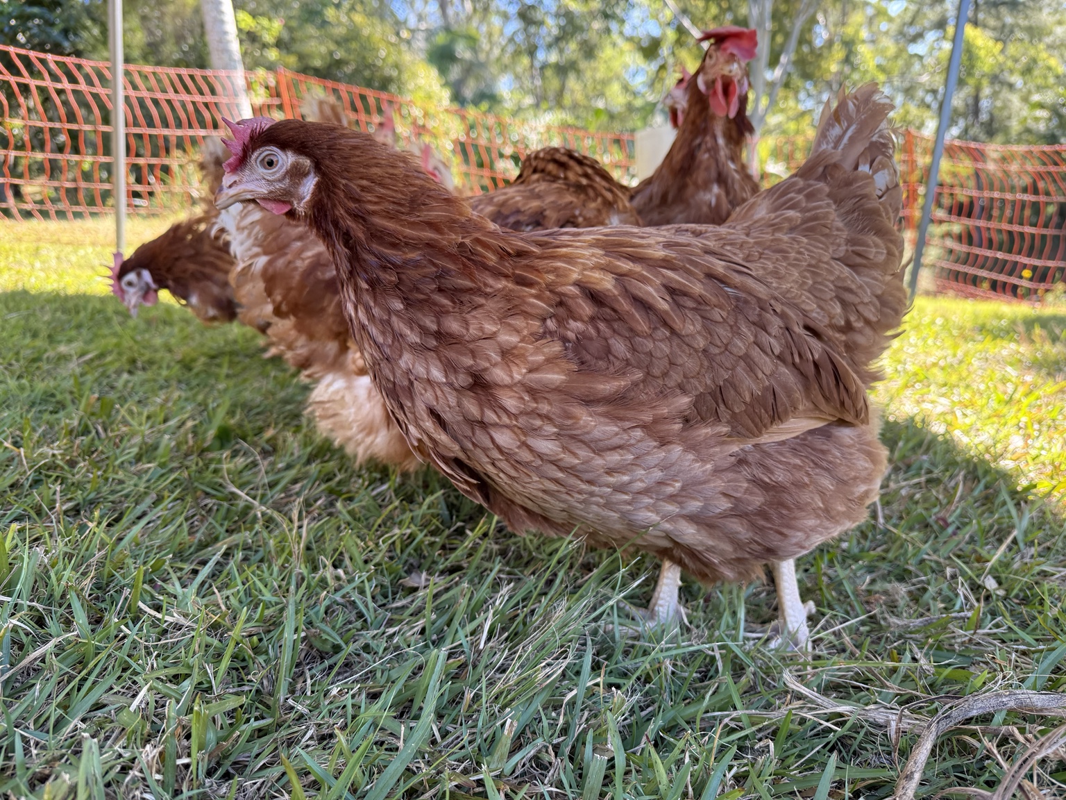 Polly standing outdoors on the grass