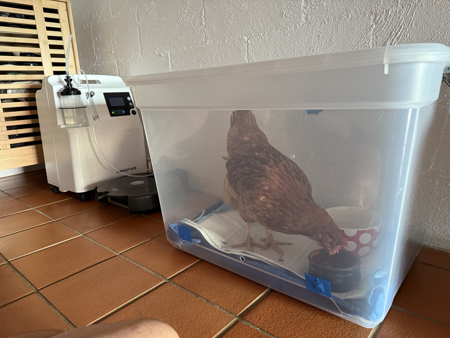 Polly in her home oxygen chamber beside the oxygen concentrator