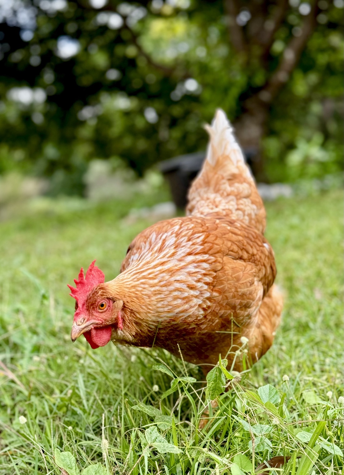 Tina foraging in green grass